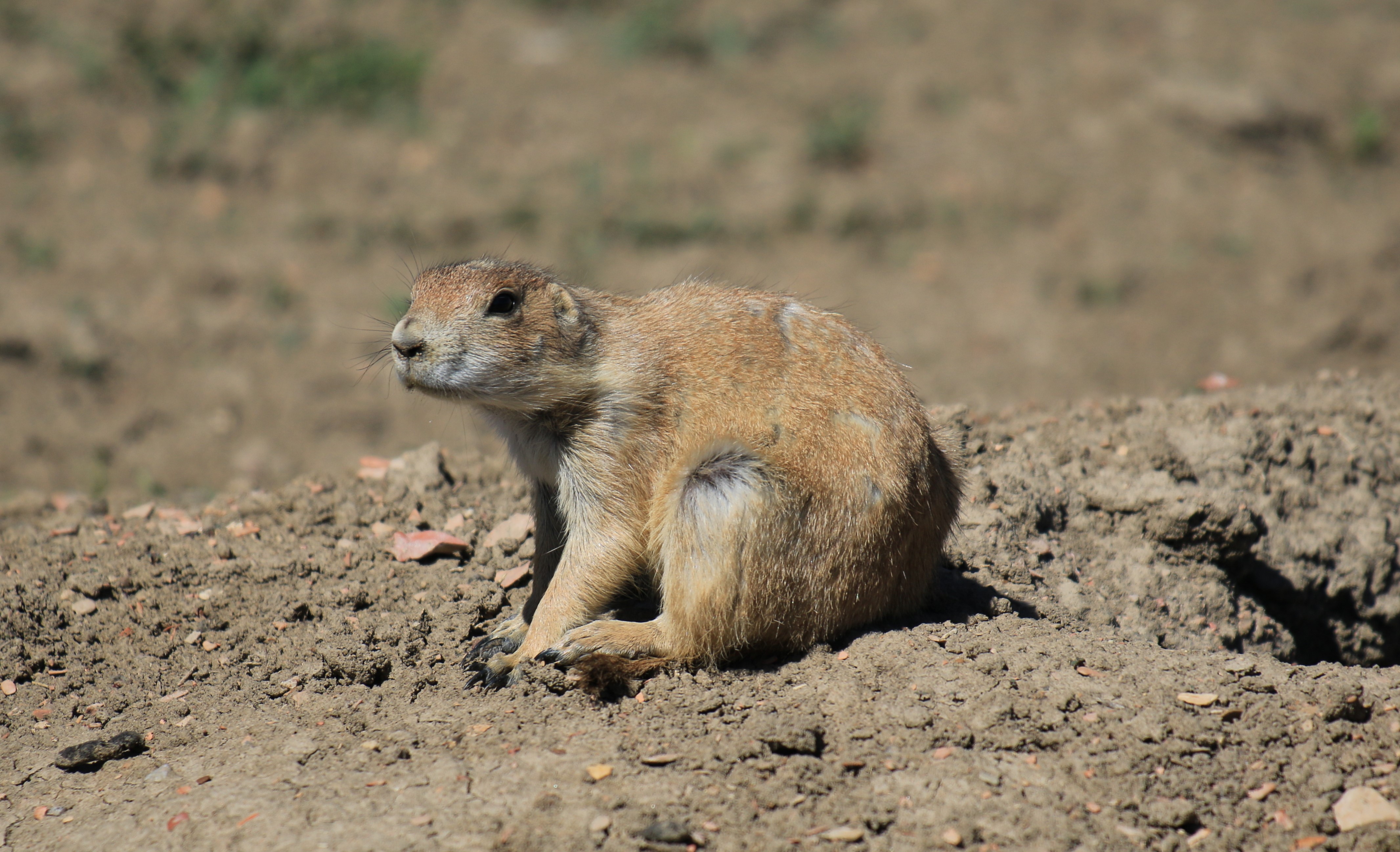 Theodore Roosevelt NP